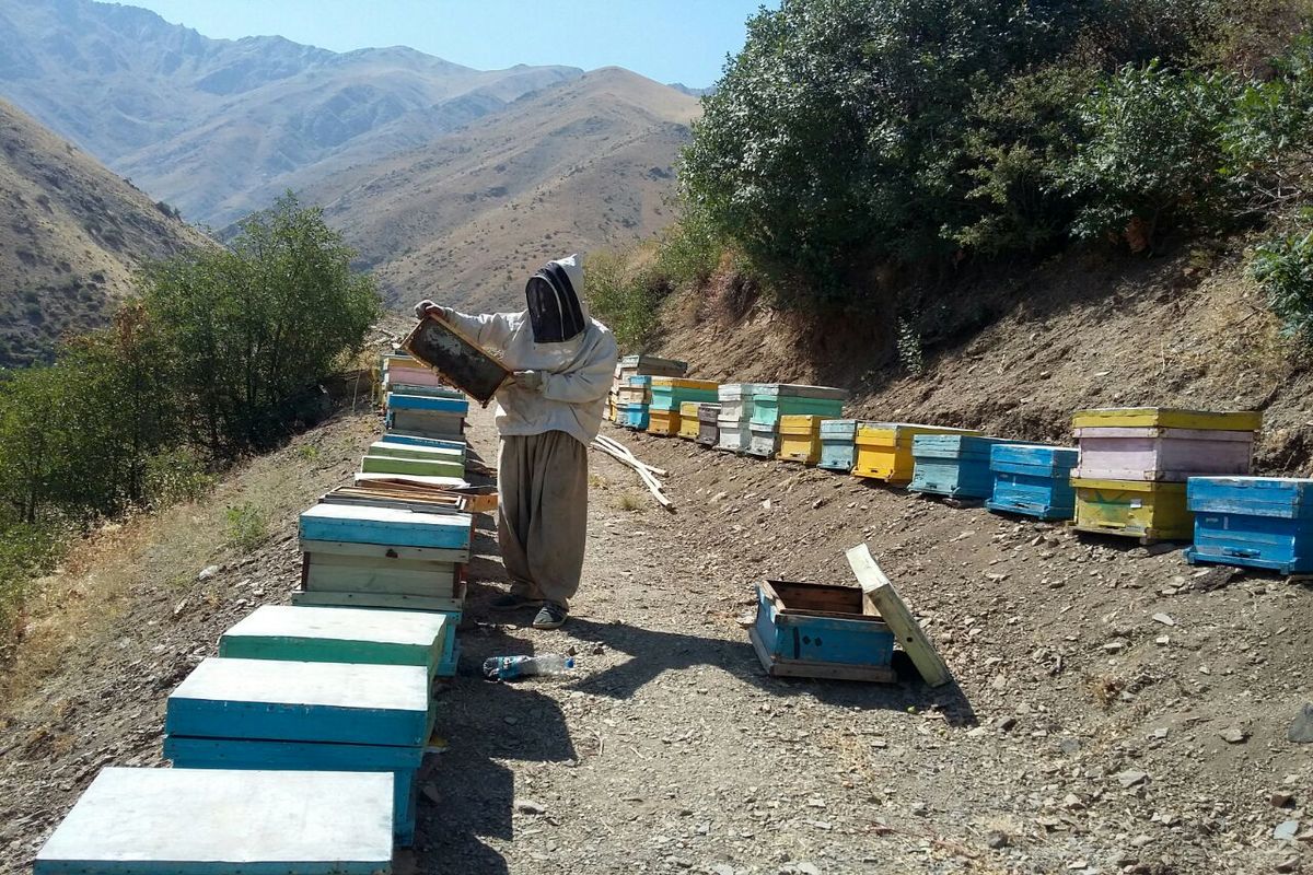 آمارگیری از پرورش‌دهندگان زنبور عسل