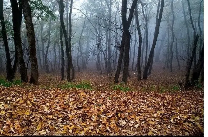 هشدار جدی دستگاه قضایی به متجاوزان جنگل‌ها و اراضی استان