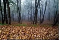 هشدار جدی دستگاه قضایی به متجاوزان جنگل‌ها و اراضی استان