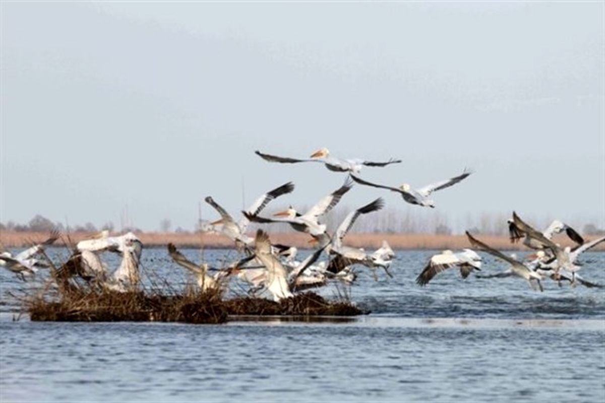 حفاظت از زیستگاه ها در مبدا و مقصد مهمترین عامل حفظ پرندگان مهاجر