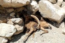 مهار طاعون نشخوارکنندگان کوچک در پارک ملی تندوره درگز 