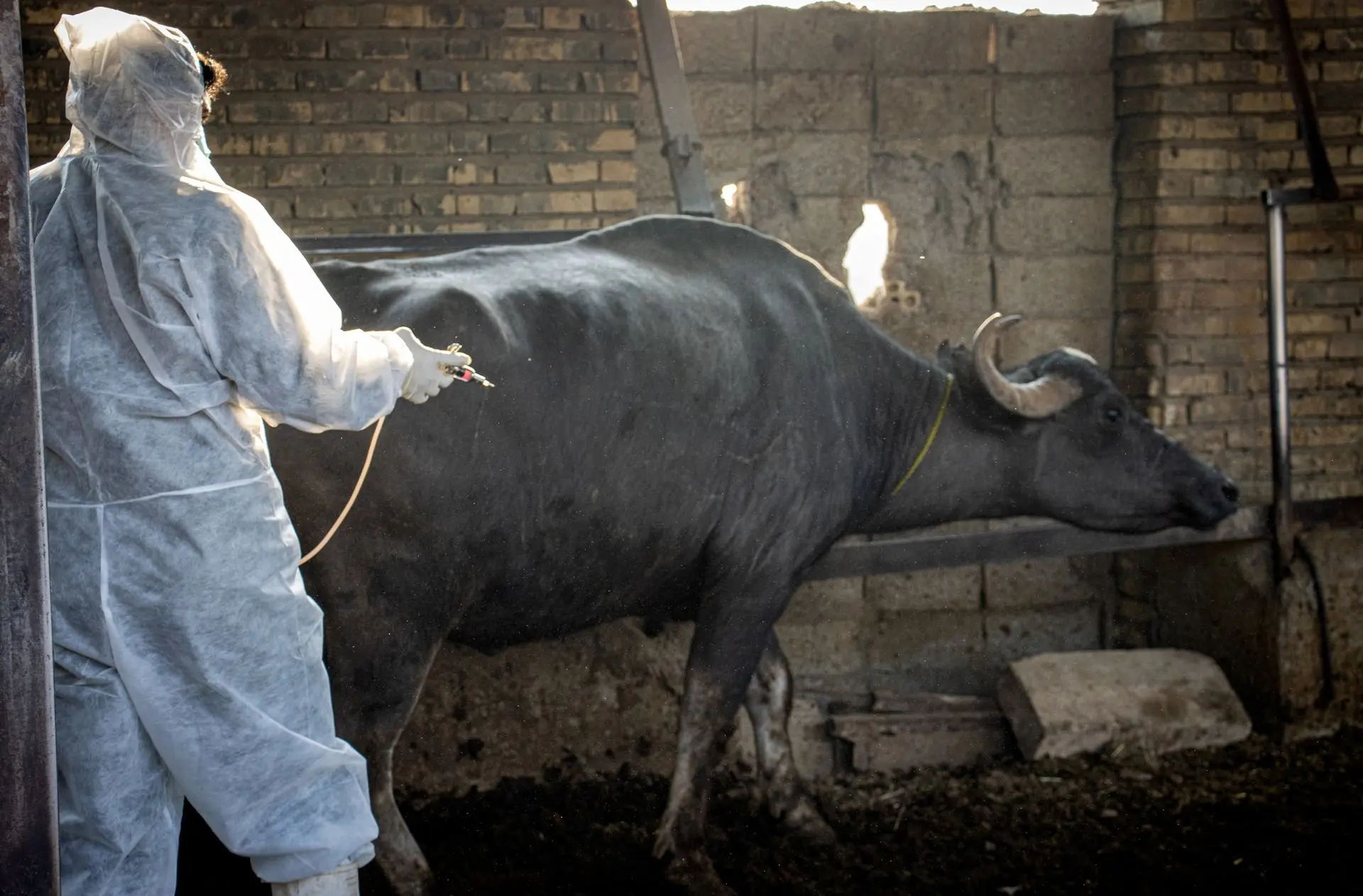 پوشش کامل دام های سنگین هفتکل در طرح واکسیناسیون سویه جدید تب برفکی انجام شد