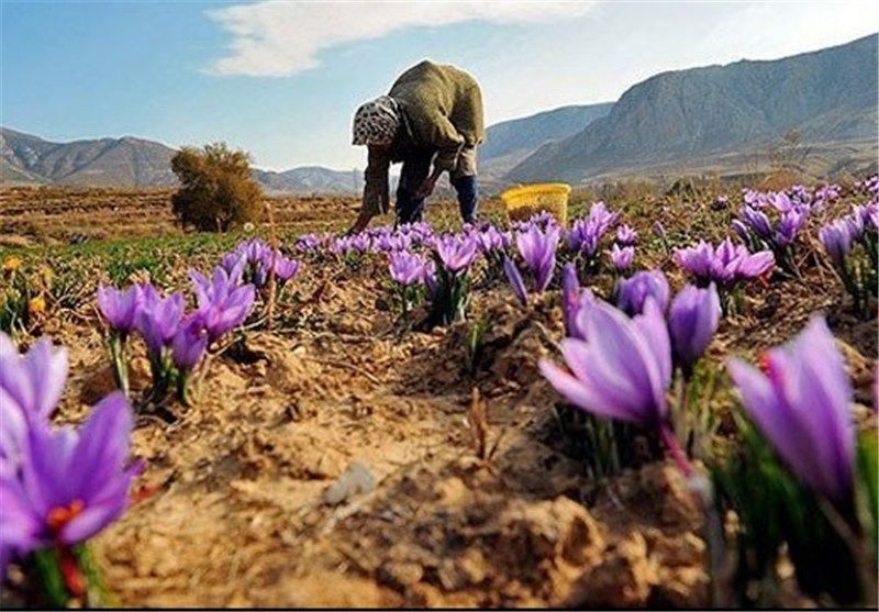 تخصیص 2میلیارد و 130 میلیون تومان اعتبار برای توسعه کشت زعفران کرمانشاه