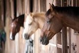 پیشگیری از هرپس ویروس ها در واحدهای پرورش اسب