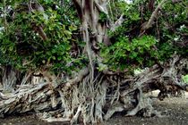 شناسایی درخت انجیر معابد۳۰۰ ساله در میناب