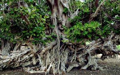 شناسایی درخت انجیر معابد۳۰۰ ساله در میناب