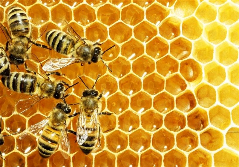 کاهش 50 درصدی تولید عسل در تیران و کرون 