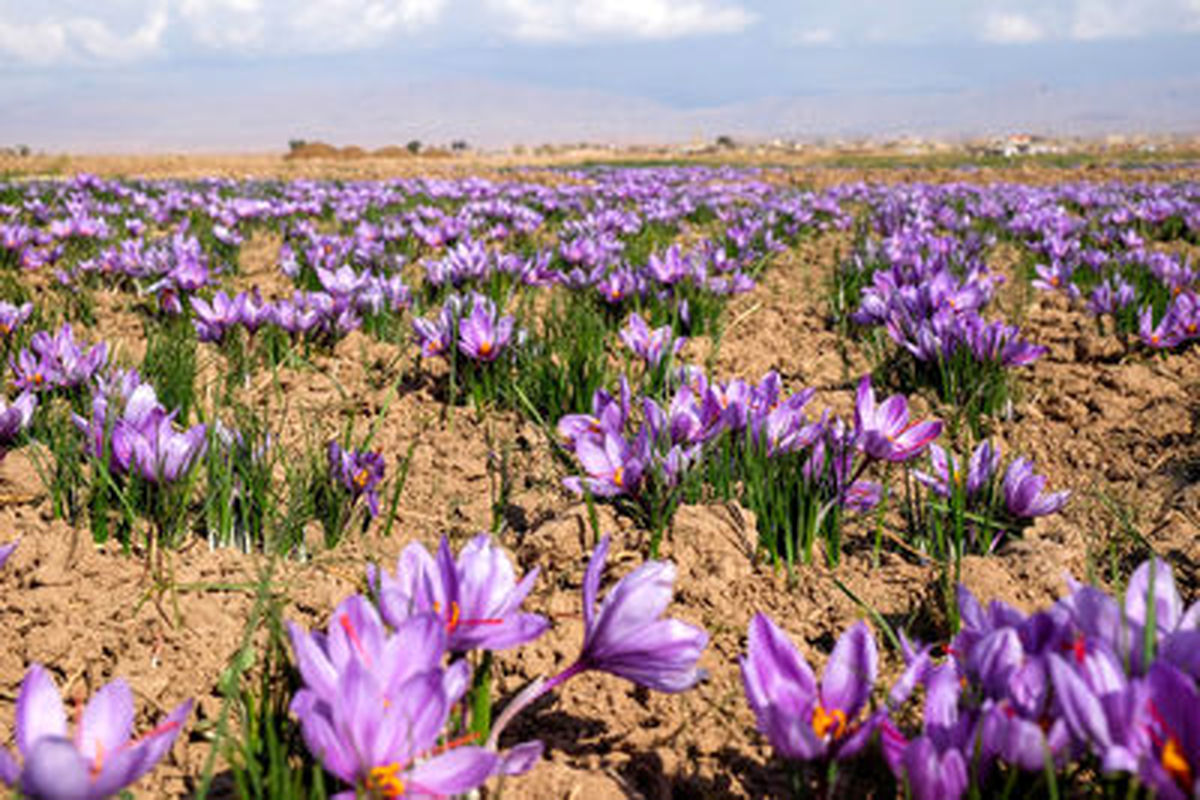 برگزاری دومین جشنواره زعفران روستای ازان