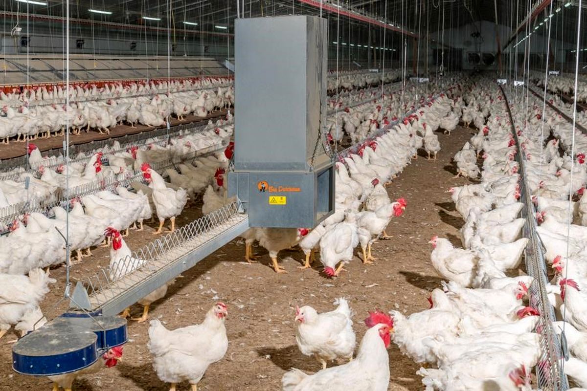 ۱۶ میلیون مرغ آماده برداشت در مرغداری‌های گیلان موجود است