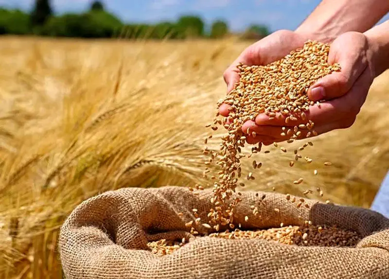 کاشت گندم در یک‌هزار و ۵۰۰ هکتار زمین زراعی آبادان پیش بینی می شود 