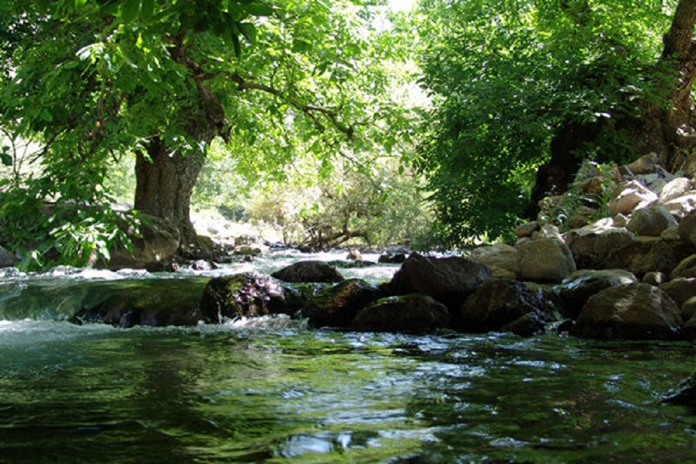 درختان کهنسال منطقه کهمان شهرستان سلسله را می توان ثبت ملی کرد