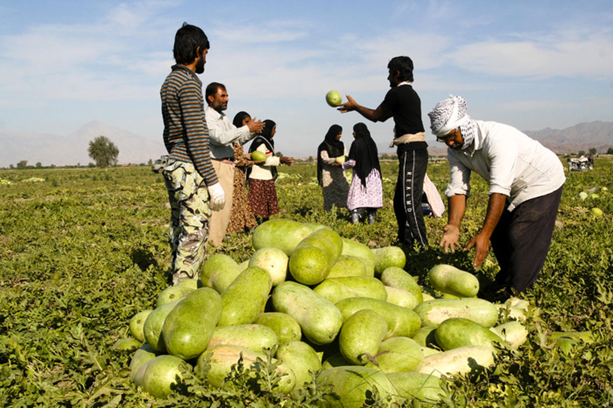 افزایش تولید هندوانه در مزارع جاسک 