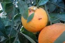 مشاهده علایم خسارت مگس میوه در باغات مازندران