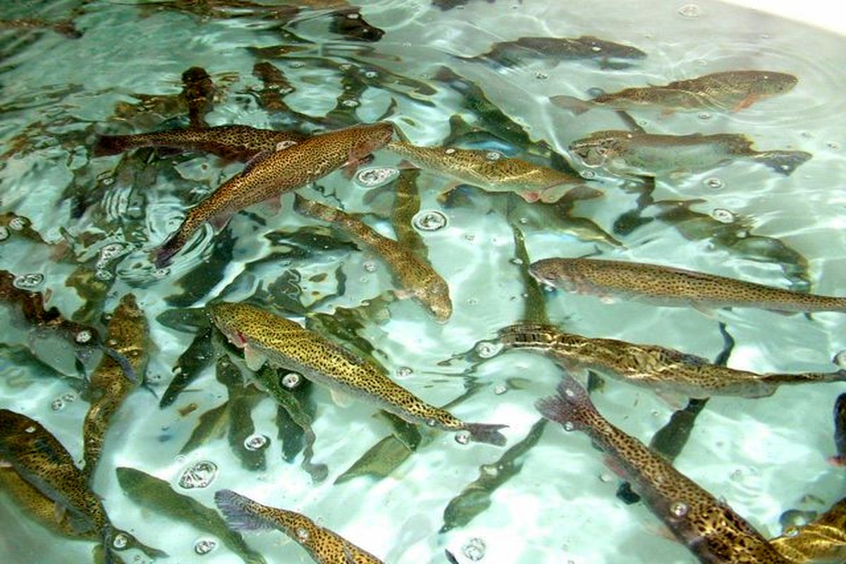3 هزار و 300 تُن ماهی در قزوین تولید شد