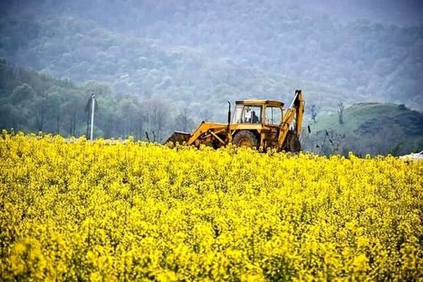 وزارت جهاد کشاورزی از تسویه مطالبات کلزاکاران کشور خبر داد