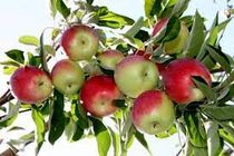 برداشت بیش از ۸ هزار تن سیب گلاب از باغات استان اصفهان