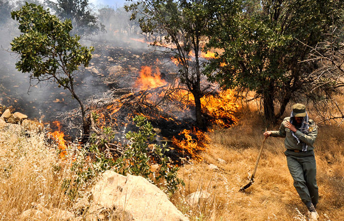 ۳۰ درصد آتش سوزی های جنگل عمدی است