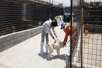 واکسیناسیون 30 قلاده سگ علیه بیماری هاری در شهرستان مبارکه