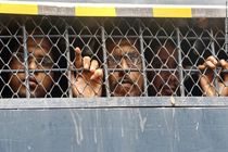 تعداد دستگیر شدگان بنگلادش به ۱۱ هزار تن رسید