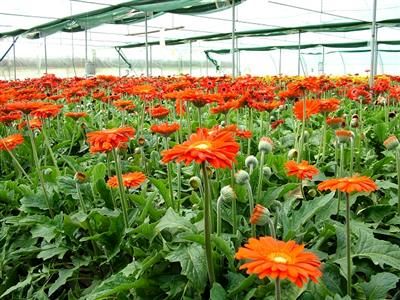تولید سالیانه 8 و نیم میلیون گل شاخه بریده در استان کرمانشاه