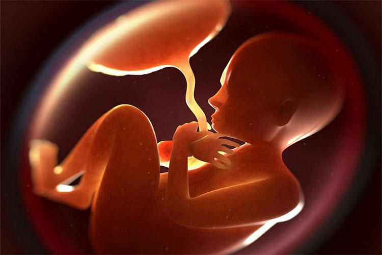 نقش پلاسنتا در دوران بارداری/ پلاسنتا یا جفت بعد از زایمان  چه می شود؟