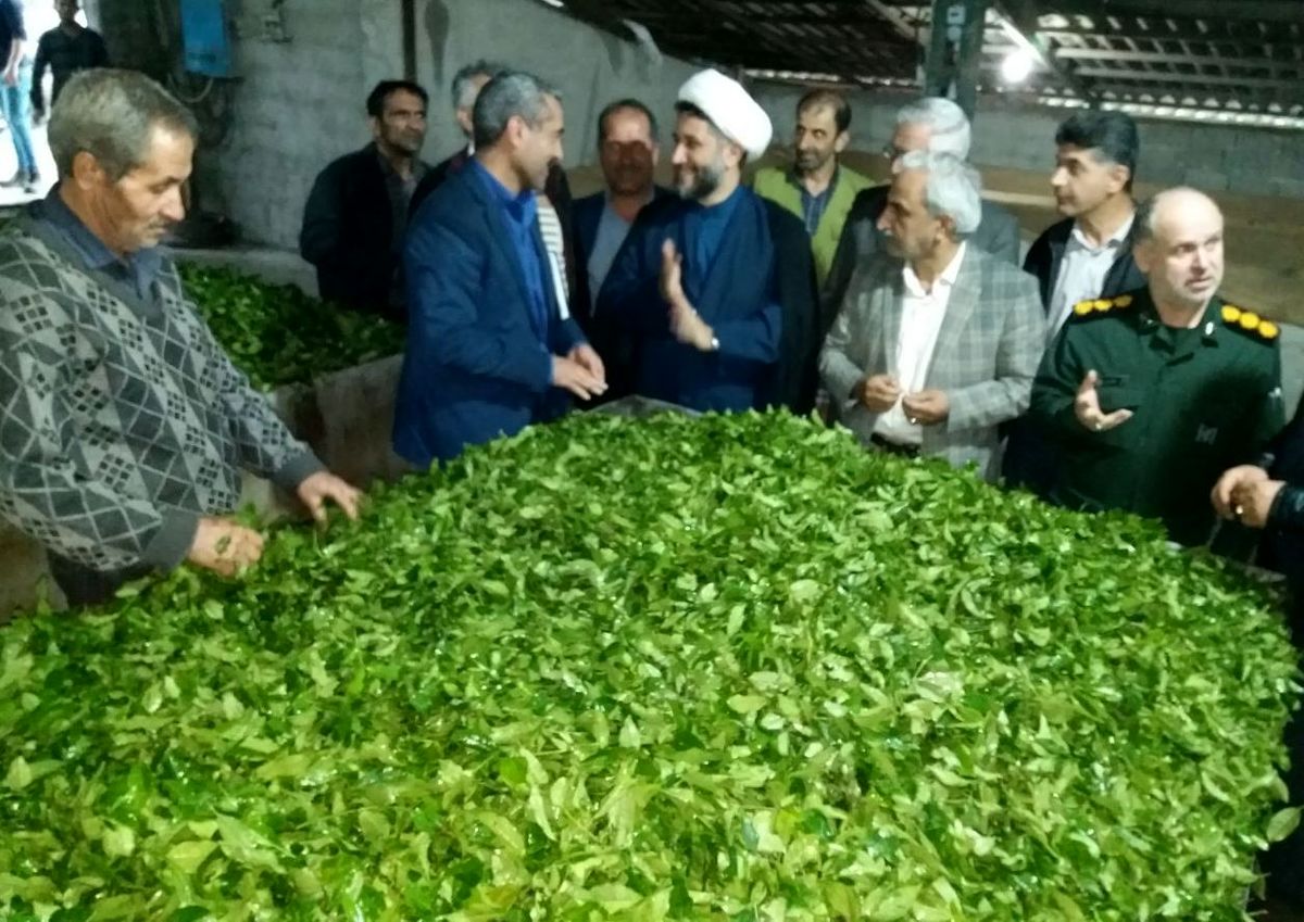 خرید ۱۷ هزار تن برگ سبز چای از چایکاران گیلان و مازندران