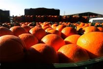 توزیع 800 تن پرتقال و 150 تن سیب در سطح شهر