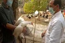 واکسیناسیون طیور علیه آنفلوآنزای فوق ‌حاد در استان مرکزی 