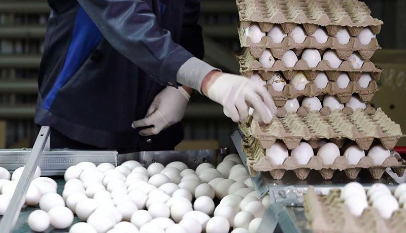 تخم مرغ بسته‌ای چند؟
