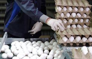 قیمت تخم مرغ در میادین و بازارهای میوه و تره‌بار تهران کاهش یافت