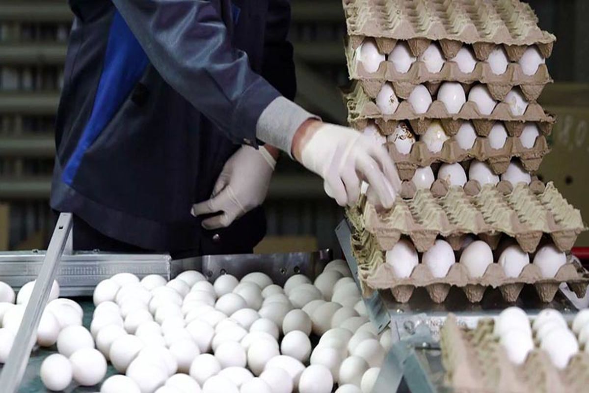ایران ظرفیت تولید سالانه یک میلیون و ۶۰۰ هزار تن تخم مرغ را دارد