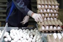 ایران ظرفیت تولید سالانه یک میلیون و ۶۰۰ هزار تن تخم مرغ را دارد