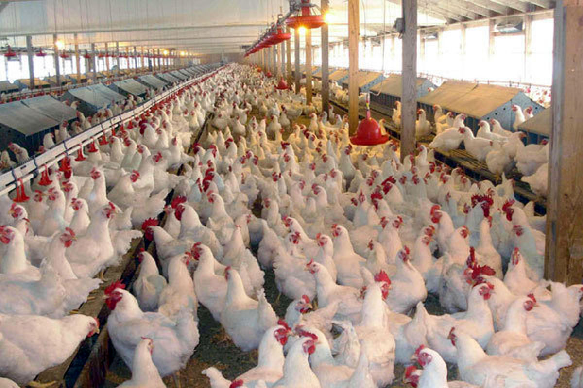 توزیع روزانه ۱۲۰ تن مرغ گرم در اراک