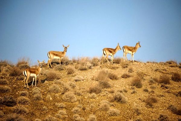 آغاز سرشماری زمستانه پستانداران در کردستان