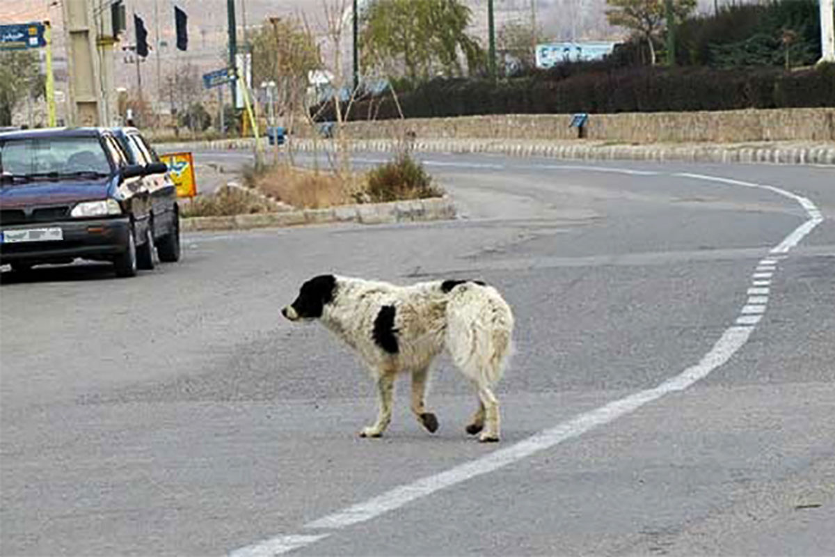 سگ ولگرد، ۶ شهروند چنارانی را مجروح کرد