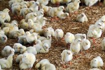 جوجه ریزی ۳۱ میلیون و ۵۹۷ هزار قطعه در واحدهای مرغ گوشتی استان قزوین