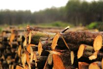 تمایل کارخانجات صنایع سلولزی به سرمایه‌گذاری در بخش زراعت چوب