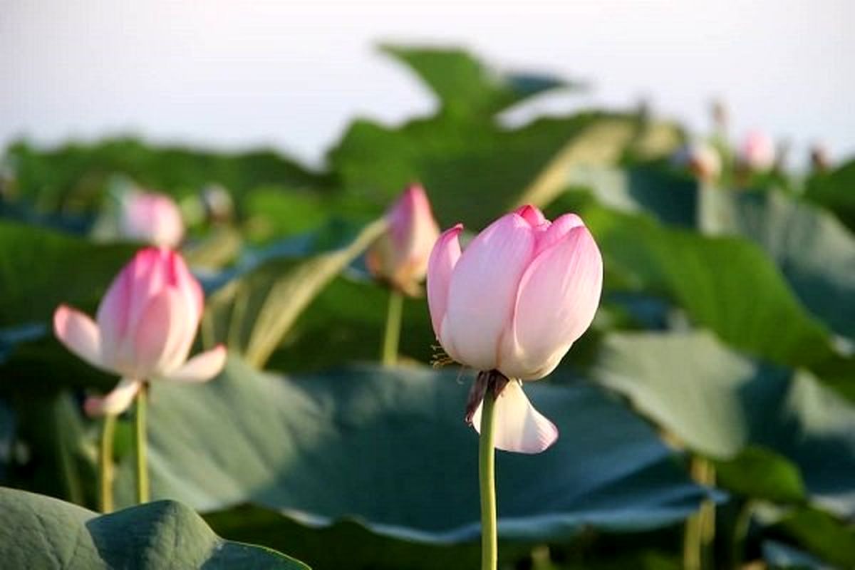 چهارمین جشنواره گلدهی لاله های تالابی در بندرانزلی برگزار شد