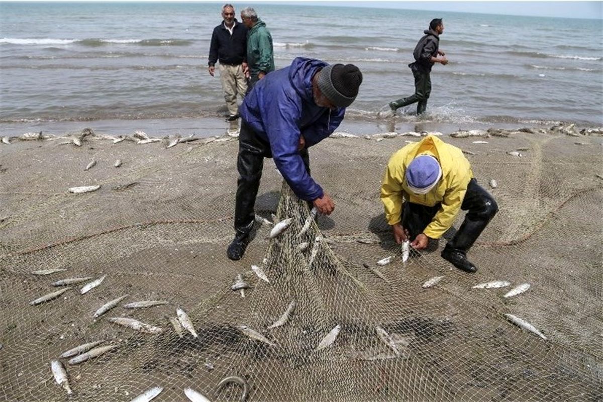صید 2هزار و 700 تن ماهی در فصل صید از دریای مازندران