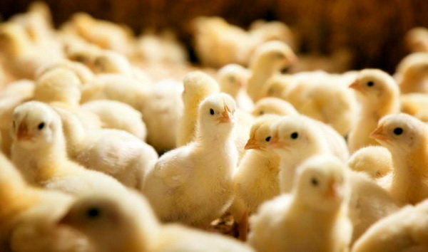 جوجه ریزی بیش از 2 میلیونی در مرغداری های نکا