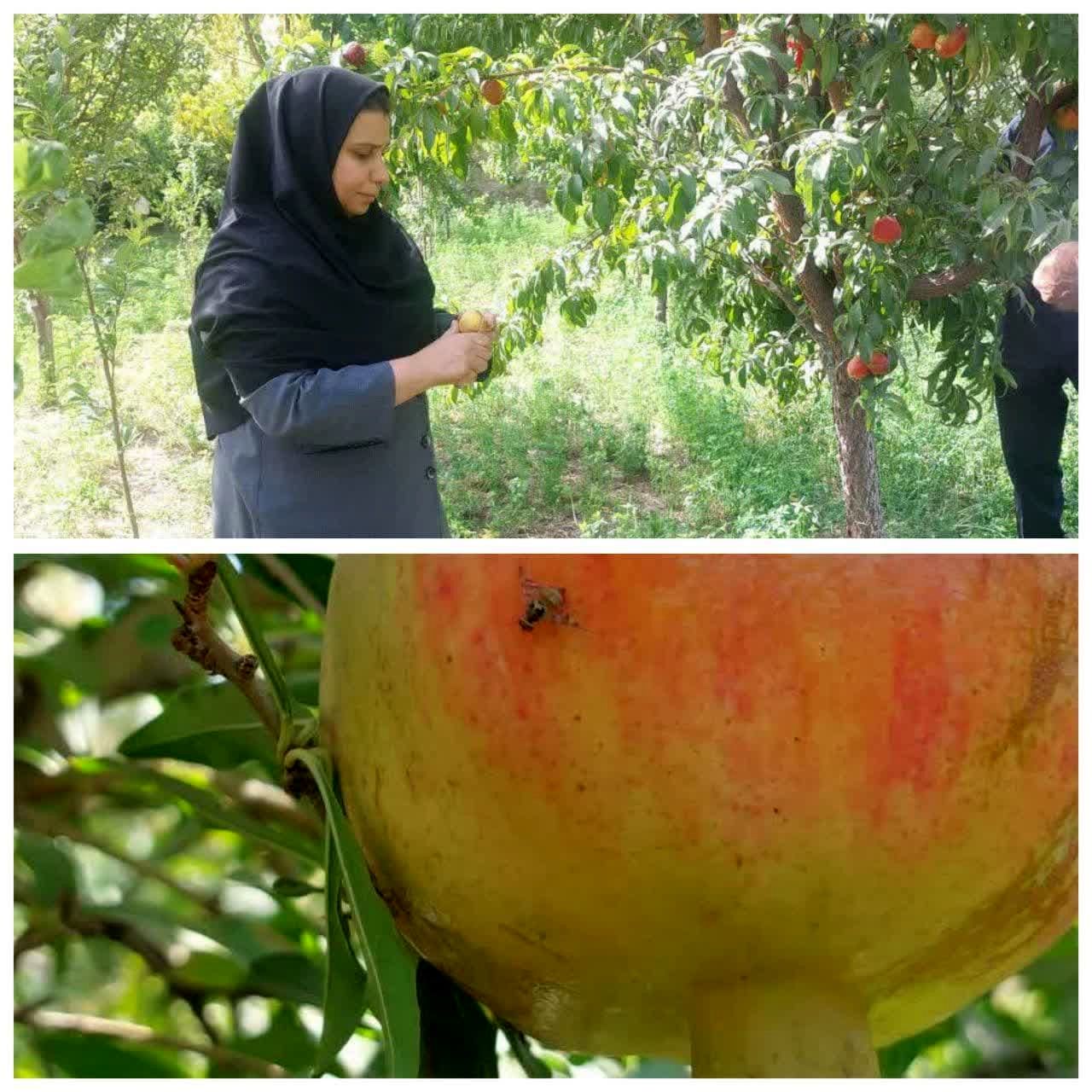  آغاز مبارزه با آفت مگس میوه مدیترانه‌ای در کاشان