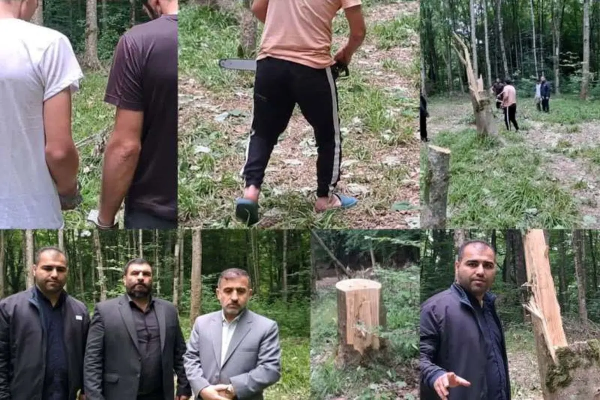 اعتراف قاچاقچیان به قطع ۶۴ اصله درخت در بهشهر