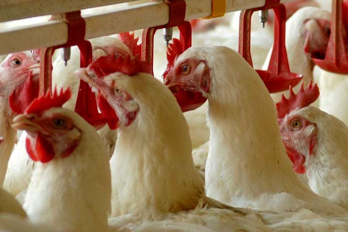 توقیف محموله هزار قطعه ای مرغ زنده تخمگذار فاقد مجوز بهداشتی