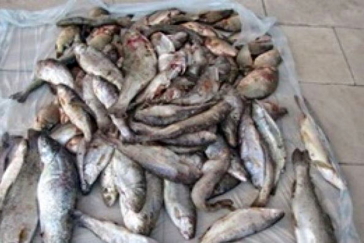 دستگیری متخلفان صید غیرمجاز ماهی در گلپایگان