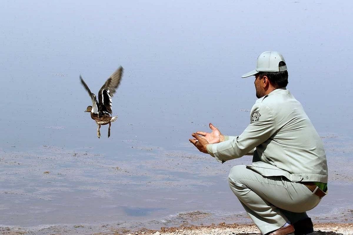 رهاسازی 43 بال انواع پرندگان وحشی در استان اردبیل