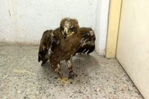 یک بهله عقاب صحرایی مجروح تحویل اداره حفاظت محیط زیست آستانه شد