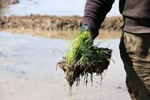 کشت مکانیزه 4700 هکتاری برنج در نکا