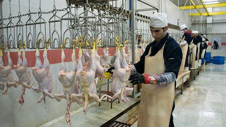 ایجاد زنجیره تولید، اطمینان‌بخش تولید مرغ در شرایط بحرانی است