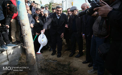 1100 اصله درخت چنار در خیابان ولیعصر غرس می شود