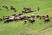 جلوگیری از ورود دام سبک غیرمجاز به مراتع ییلاقی چالوس